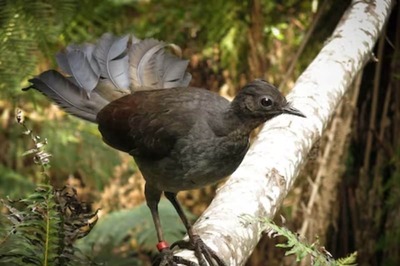 This Bird Can Mimic Any Sound, We Aren't Joking