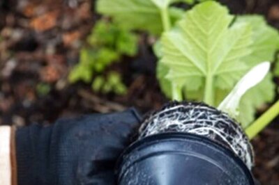 Delhi DoE Asks Schools to Plant 1.5 Lakh Saplings This Academic Session