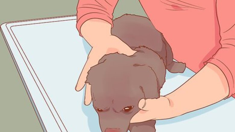 How to Save Dogs