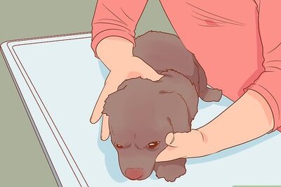 How to Save Dogs
