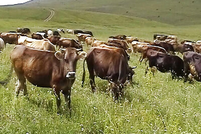 6 injured in clash between two communities over cattle breeding