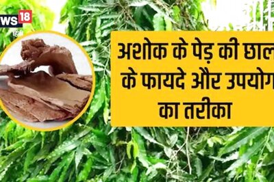 From Skin Issues to Menstrual Pain, Ashoka Tree Bark is Solution to Everything
