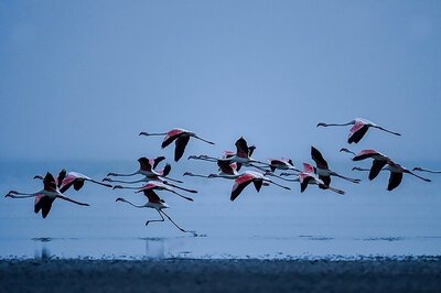 Arrival of Migratory Birds at Odisha's Chilika Lake Delayed Due to Lack of Food, Rains