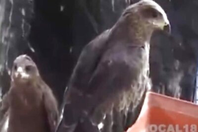 Karnataka Cardiologist Gives Reflector Belts To Pet Lover For Protection Of Stray Dogs