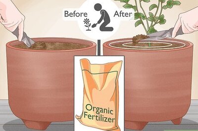How to Fertilize Roses