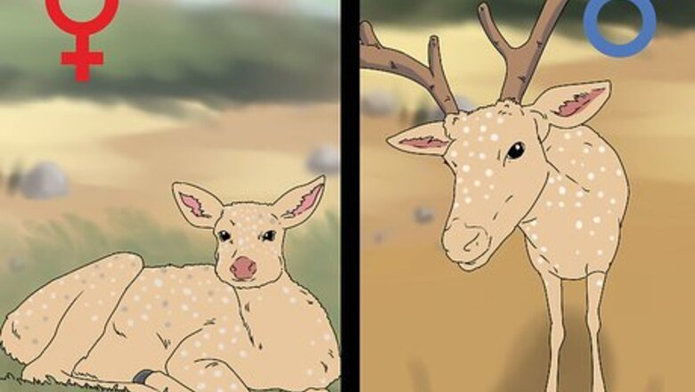 How to Age a Deer
