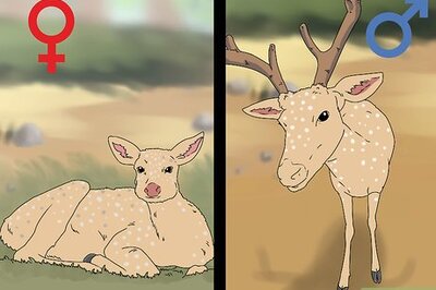 How to Age a Deer