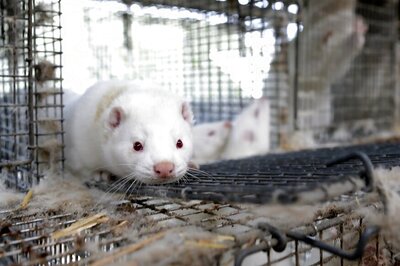 Scientists Baffled by Coronavirus Outbreaks at Mink Farms in Spain, to Study if they can Spread it to Humans