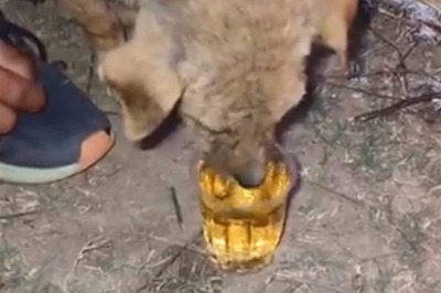 Puppy Drinks Alcohol In Rajasthan, Internet Demands Action