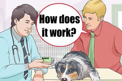 How to Treat Dog Dementia with Anipryl