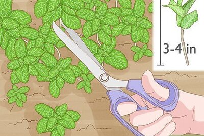 How to Propagate and Grow Mint from Cuttings