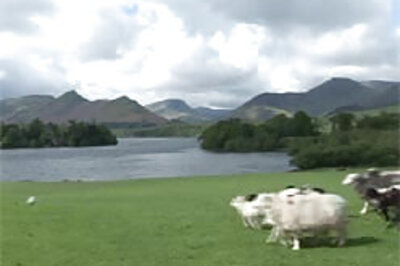English fans get sheep to sing WC songs