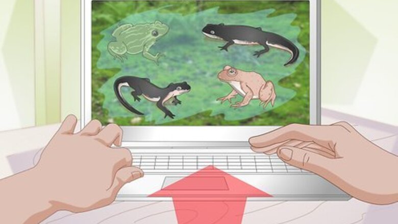 How to Find Newts and Frogs