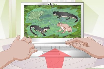 How to Find Newts and Frogs
