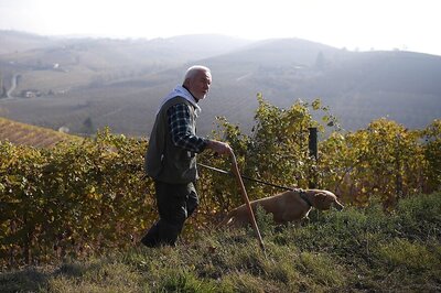 White Italian Truffles Fetch 75,000 Euros at Auction for Charity