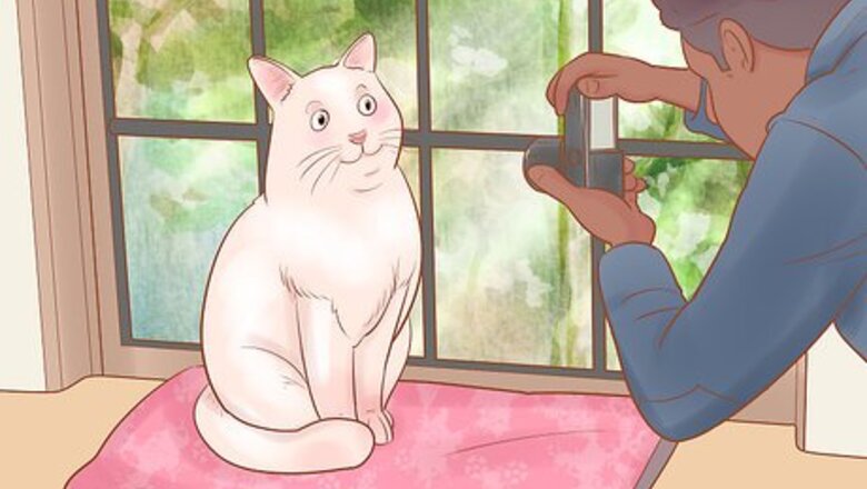 How to Take Action Photos of a Cat