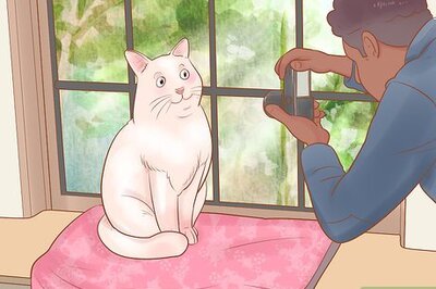 How to Take Action Photos of a Cat