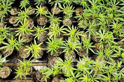 Cannabis Ingredient Holds Promise as Antipsychotic Medicine