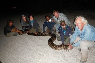Snake Hunters: Florida Enlists Two Indians to Catch Pythons