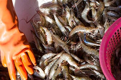 Shell Shock: States Asked to Curb Sales of Veterinary Antibiotics as Indian Shrimp Exports Face Hurdles
