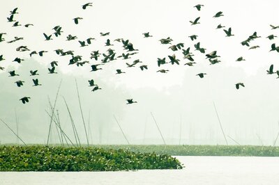 World Migratory Bird Day 2022: Theme, History and Significance