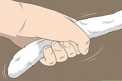 How to Treat a Cat with a Tail Pull Injury