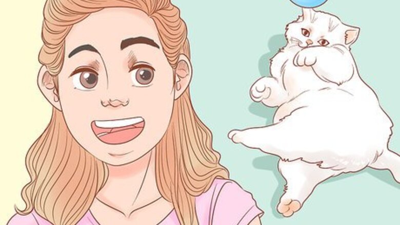 How to Choose Between Getting a Kitten or Adult Cat