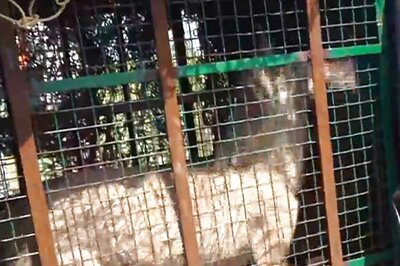 Understanding Wolf Attacks in UP: Why Are Wolves Still a Threat Despite Advanced Technology?