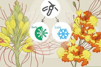 How to Prune a Bird of Paradise Plant