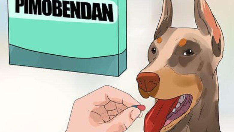 How to Treat Heart Conditions in Doberman Pinschers