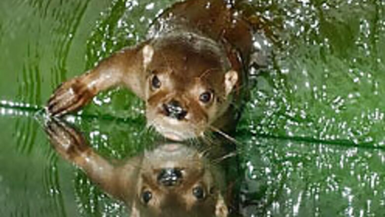 NZ totters in search of escapee otters