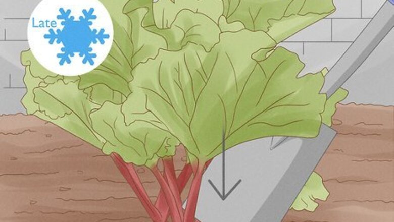 How to Divide Rhubarb Plants