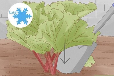 How to Divide Rhubarb Plants