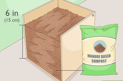 How to Plant, Grow, and Harvest Portobello Mushrooms