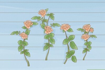 How to Dry Roses