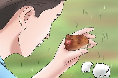 How to Sex Rhode Island Red Chicks