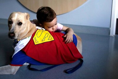 Dogs Possess Social Skills Similar To Toddlers: Study
