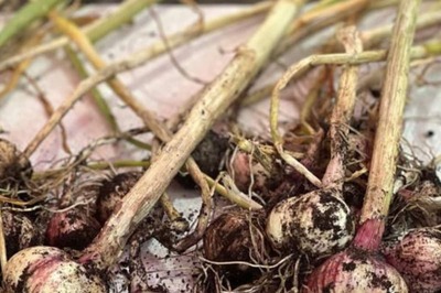 Love The Taste Of Garlic And Cannot Get Enough Of It? Here Is How You Can Grow Them In Your Garden