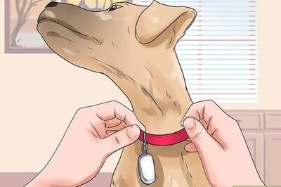 How to Start a Non Profit Animal Rescue