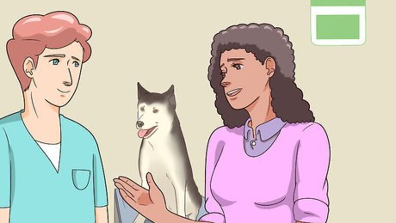 How to Monitor the Stages of Labor in Dogs