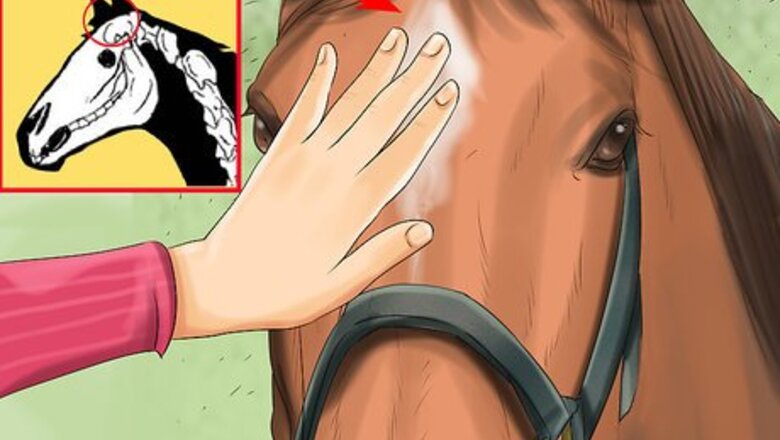 How to Get a Horse to Put Its Head Down
