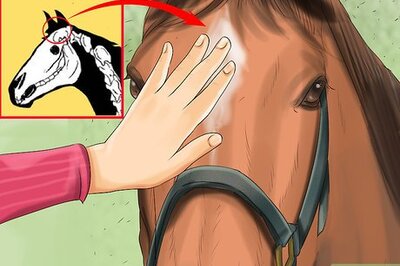 How to Get a Horse to Put Its Head Down