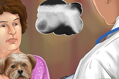 How to Treat Prostate Disease in Intact Male Dogs