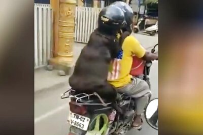 Dog Wearing Helmet While Riding on Motorcycle is a Lesson For Indians: Watch Viral Video