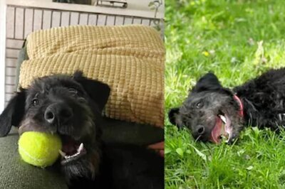 ‘Sad Little Stray’ To ‘Happy Housepet’, Dog's Transformation Makes Internet Go Aww