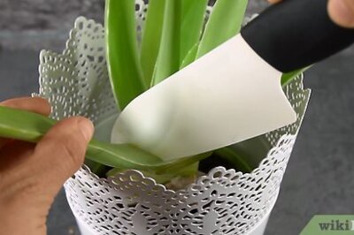 How to Cook Aloe Vera