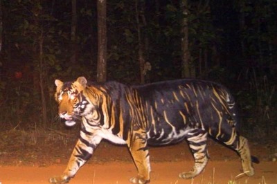 Odisha's Rare Pseudo-melanistic Tiger 'Basu' is Healthy, IFS Officer Refutes Claims of Snake Bite