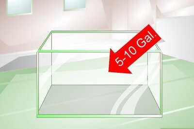 How to Provide a Protective Breeding Environment for Betta Fish