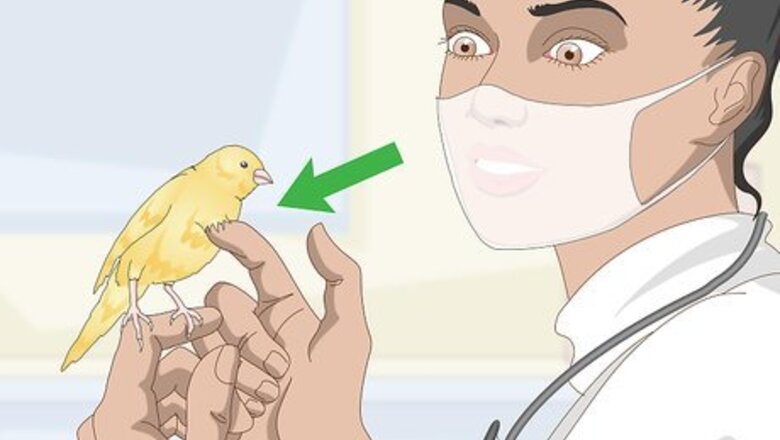 How to Treat Lice and Mites in Canaries