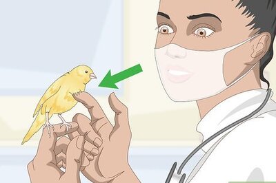How to Treat Lice and Mites in Canaries
